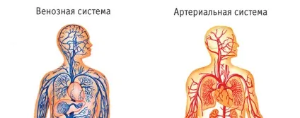 Печінка зліва чи справа