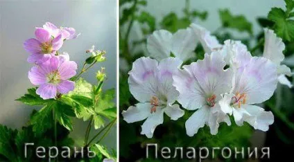 Пеларгонія і герань різниця, догляд в домашніх умовах, види та відгуки (догляд) Пеларгонія і герань різниця, догляд в домашніх умовах, види та відгуки