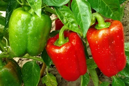 Перець солодкий користь і шкода для організму людини (користь) Перець солодкий користь і шкода для організму людини