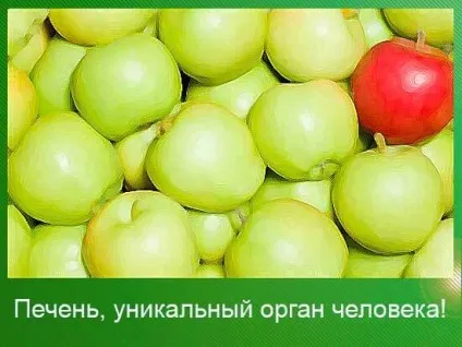 Печінка людини - унікальний орган, 45 кавунів (печінки іншими органами) Печінка людини - унікальний орган, 45 кавунів