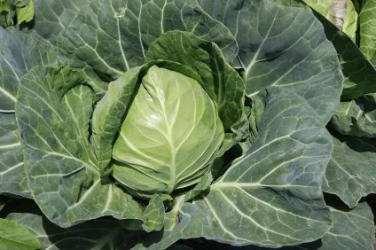 Продукти що спалюють жири, які допоможуть схуднути (спалюють) Продукти що спалюють жири, які допоможуть схуднути