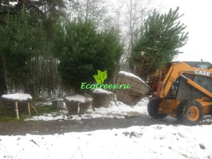 Продаж хвойних дерев крупномірів, ціна на крупномери з розплідника, купити крупномери (дерева крупномери) Продаж хвойних дерев крупномірів, ціна на крупномери з розплідника, купити крупномери