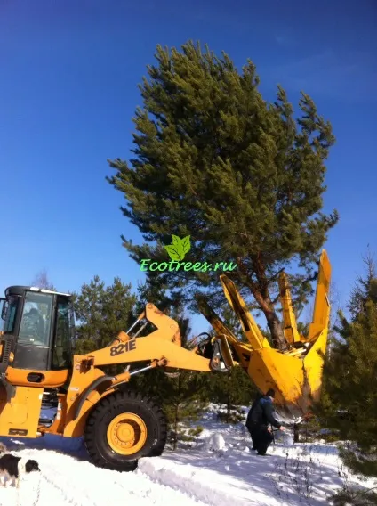 Продаж хвойних дерев крупномірів, ціна на крупномери з розплідника, купити крупномери (куплю крупномери сосни) Продаж хвойних дерев крупномірів, ціна на крупномери з розплідника, купити крупномери