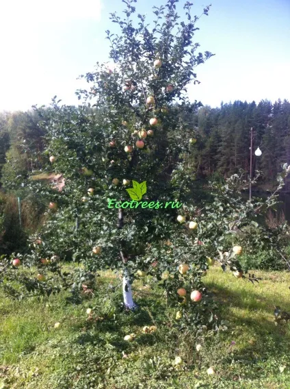 Продаж хвойних дерев крупномірів, ціна на крупномери з розплідника, купити крупномери (крупномери розплідник) Продаж хвойних дерев крупномірів, ціна на крупномери з розплідника, купити крупномери