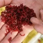 Пількер - що це, і як ним користуватися (пількер риболовлі) Пількер - що це, і як ним користуватися