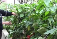 Перці в теплиці жовтіють на листках чому тля, погано росте, хто їсть і в'яне, як боротися якщо