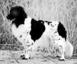 Pets inform - журнал - світ собак - №3-4 (породи) Pets inform - журнал - світ собак - №3-4