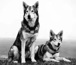 Pets inform - журнал - світ собак - №3-4 (журнали) Pets inform - журнал - світ собак - №3-4