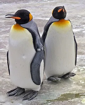 Пінгвіни опис, загальна інформація, фото, zoodom (пінгвіни) Пінгвіни опис, загальна інформація, фото, zoodom