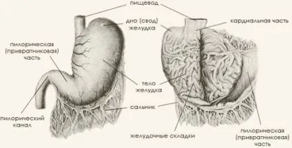 Травна і видільна система кішок (система) Травна і видільна система кішок
