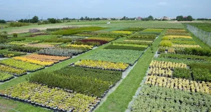 Розплідник рослин як бізнес (саджанців) Розплідник рослин як бізнес