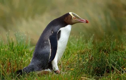 Пінгвіни фото цікаві факти
