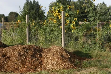 Пирій як розмножується і як від нього позбутися (позбутися) Пирій як розмножується і як від нього позбутися