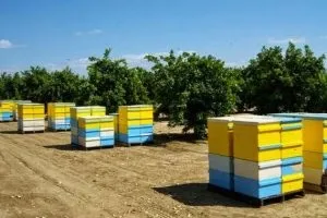 Чому восени бджоли залишають вулик і відлітають