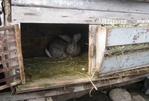 Чому кролики гризуть клітки і як їх відучити (гризуть) Чому кролики гризуть клітки і як їх відучити