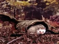 Чому змії бояться їжаків чому змії бояться їжаків їжачків