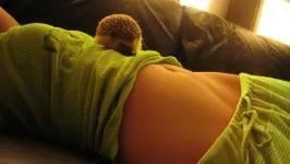 Чому змії бояться їжаків чому змії бояться їжаків їжачків