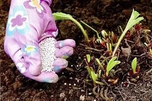 Підживлення полуниці навесні чим і як удобрювати для збільшення врожаю, весняна позакореневе підживлення (навесні) Підживлення полуниці навесні чим і як удобрювати для збільшення врожаю, весняна позакореневе підживлення