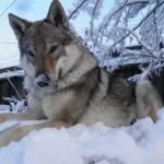 Породи собак для охорони будинку і дітей (собак) Породи собак для охорони будинку і дітей