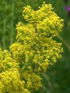 Корисні властивості ялиці (властивості) Корисні властивості ялиці