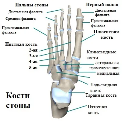 Поперечна плоскостопість симптоми і лікування в Москві, оперативне лікування hallux valgus в москві (плоскостопість) Поперечна плоскостопість симптоми і лікування в Москві, оперативне лікування hallux valgus в москві