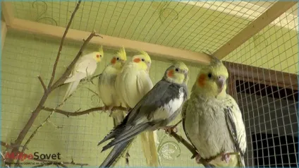 Папуги Кореллі як утримувати і доглядати, фото і відео (відрізнити самця самки) Папуги Кореллі як утримувати і доглядати, фото і відео
