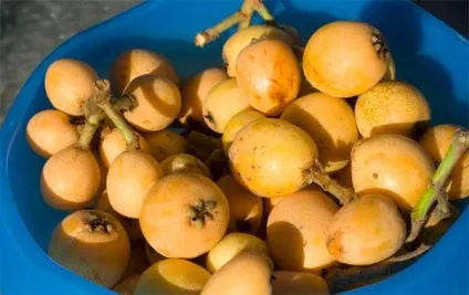 Користь і шкода фрукта мушмули, як його правильно їдять