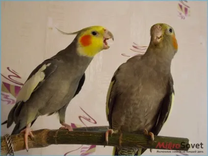 Папуги Кореллі як утримувати і доглядати, фото і відео (папуги) Папуги Кореллі як утримувати і доглядати, фото і відео