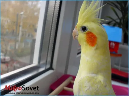 Папуги Кореллі як утримувати і доглядати, фото і відео (містити) Папуги Кореллі як утримувати і доглядати, фото і відео
