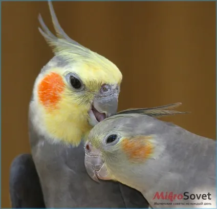Папуги Кореллі як утримувати і доглядати, фото і відео (відрізнити самця самки) Папуги Кореллі як утримувати і доглядати, фото і відео