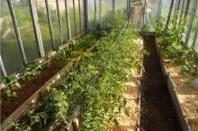 Посадки в теплиці різних культур одночасно як поєднувати і чергувати рослини (різних) Посадки в теплиці різних культур одночасно як поєднувати і чергувати рослини