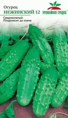 Посадка огірків у відкритий грунт на Уралі (урале) Посадка огірків у відкритий грунт на Уралі