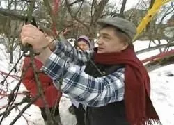Пошкодження кори стовбурів яблунь (кори) Пошкодження кори стовбурів яблунь