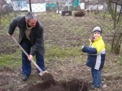 Посадка яблунь восени