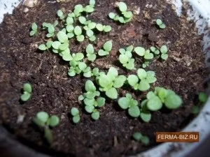 Посадка насіння тютюну на розсаду, домашня ферма (тютюну) Посадка насіння тютюну на розсаду, домашня ферма