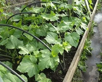 Посадка огірків у відкритий грунт на Уралі (огірків) Посадка огірків у відкритий грунт на Уралі