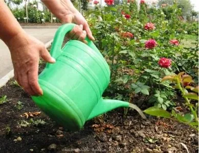 Посадка троянди на Уралі і догляд у відкритому грунті навесні після зими (після) Посадка троянди на Уралі і догляд у відкритому грунті навесні після зими