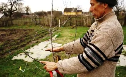 Посадка яблуні восени поради, правила, рекомендації (яблуні) Посадка яблуні восени поради, правила, рекомендації
