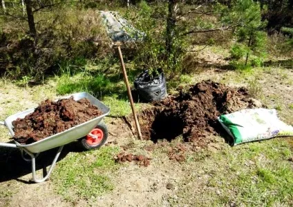 Посадка яблуні восени поради, правила, рекомендації (восени) Посадка яблуні восени поради, правила, рекомендації