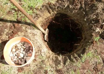 Посадка яблуні восени поради, правила, рекомендації (восени) Посадка яблуні восени поради, правила, рекомендації