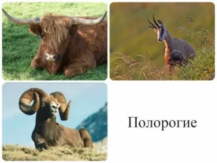 Правила обробки трофейних черепів з рогами - етапи і рецепти з відео рекомендаціями