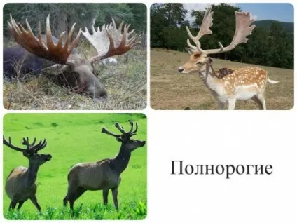 Правила обробки трофейних черепів з рогами - етапи і рецепти з відео рекомендаціями