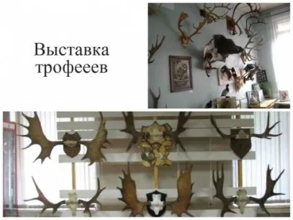 Правила обробки трофейних черепів з рогами - етапи і рецепти з відео рекомендаціями