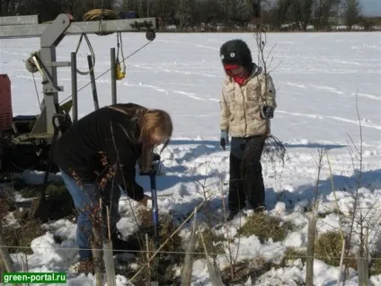 Посадка дерев і чагарників - ландшафтний дизайн своїми руками (ландшафтний дизайн) Посадка дерев і чагарників - ландшафтний дизайн своїми руками