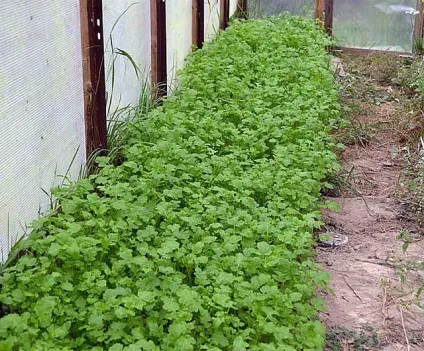 Посадки в теплиці різних культур одночасно як поєднувати і чергувати рослини (різних) Посадки в теплиці різних культур одночасно як поєднувати і чергувати рослини