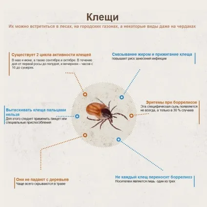 Правда і міфи про кліщів (зустрічаються тільки лісах) Правда і міфи про кліщів