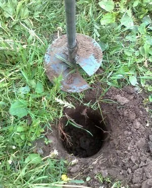 Прикормка і полювання на підгодовування дикого кабана (підгодовування) Прикормка і полювання на підгодовування дикого кабана