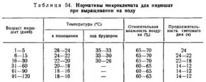 Виробництво м'яса індиків - все про тваринництво (виробництва) Виробництво м'яса індиків - все про тваринництво
