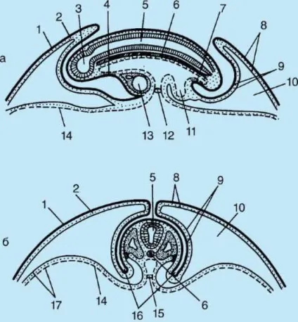 Провізорні органи зародків хребетних (органи) Провізорні органи зародків хребетних