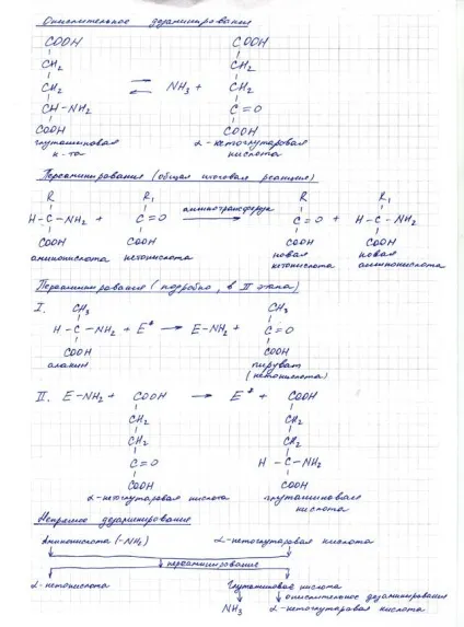 Проміжний обмін амінокислот в організмі (обмін) Проміжний обмін амінокислот в організмі